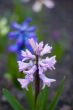 hyacinth flowers