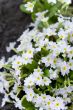 forest flowers