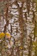 birch bark
