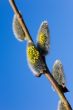 branch of a willow