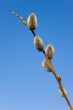 branch of a willow