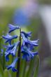 blue hyacinth