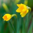 yellow narcissuses