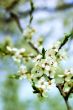 spring blossom