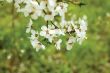 spring blossom