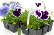 violet pansy`s sprouts in plastic boxes