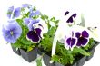 violet pansy`s sprouts in plastic boxes