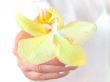 orchid in hand