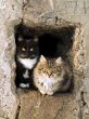 cats