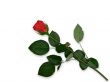 red rose