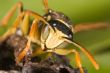 Wasp -Polistes bischoffi-