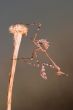 Mantis -Empusa pennata-