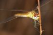 Dragonfly ( sympetrum sp )