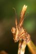 Mantis  -Empusa pennata-