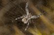 Spider -Cyrtophora citricola-