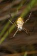 Spider -Argiope bruennichi-