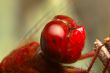 Dragonfly - sympetrum sp