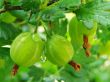 green gooseberries