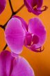 Magenta orchids
