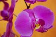 Magenta orchids