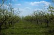 Apple garden