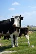 Cows on lown