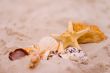 starfish and shells