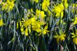 Bunch of yellow daffodils in the spring