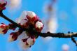 White apricot flowers with blue sky background