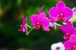 A purple orchid on natural green background