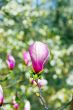 purple magnolia flowers on green background