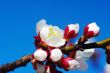White apricot flowers with blue sky background