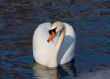 swimming swan