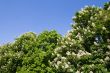 Blossoming chestnuts