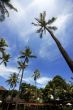 Palm tree