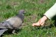 Child is feeding a bird