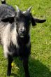 Black goatling