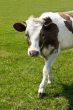 Grazing cow