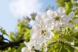 Bunch of cherry blossoms