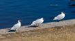 Three seagulls