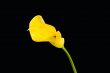 Yellow calla on the black background