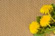 Beige textile Backgrounds close-up and spring dandelions