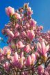 blooming magnolia tree in april