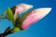 magnolia bud against blue sky