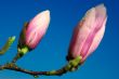 magnolia twig against blue sky