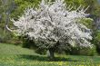 blossoming cherry tree
