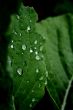 Wet Leaf