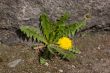 Dandelion in the spring