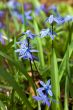 snowdrops in grass