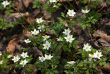 Blossoming anemone